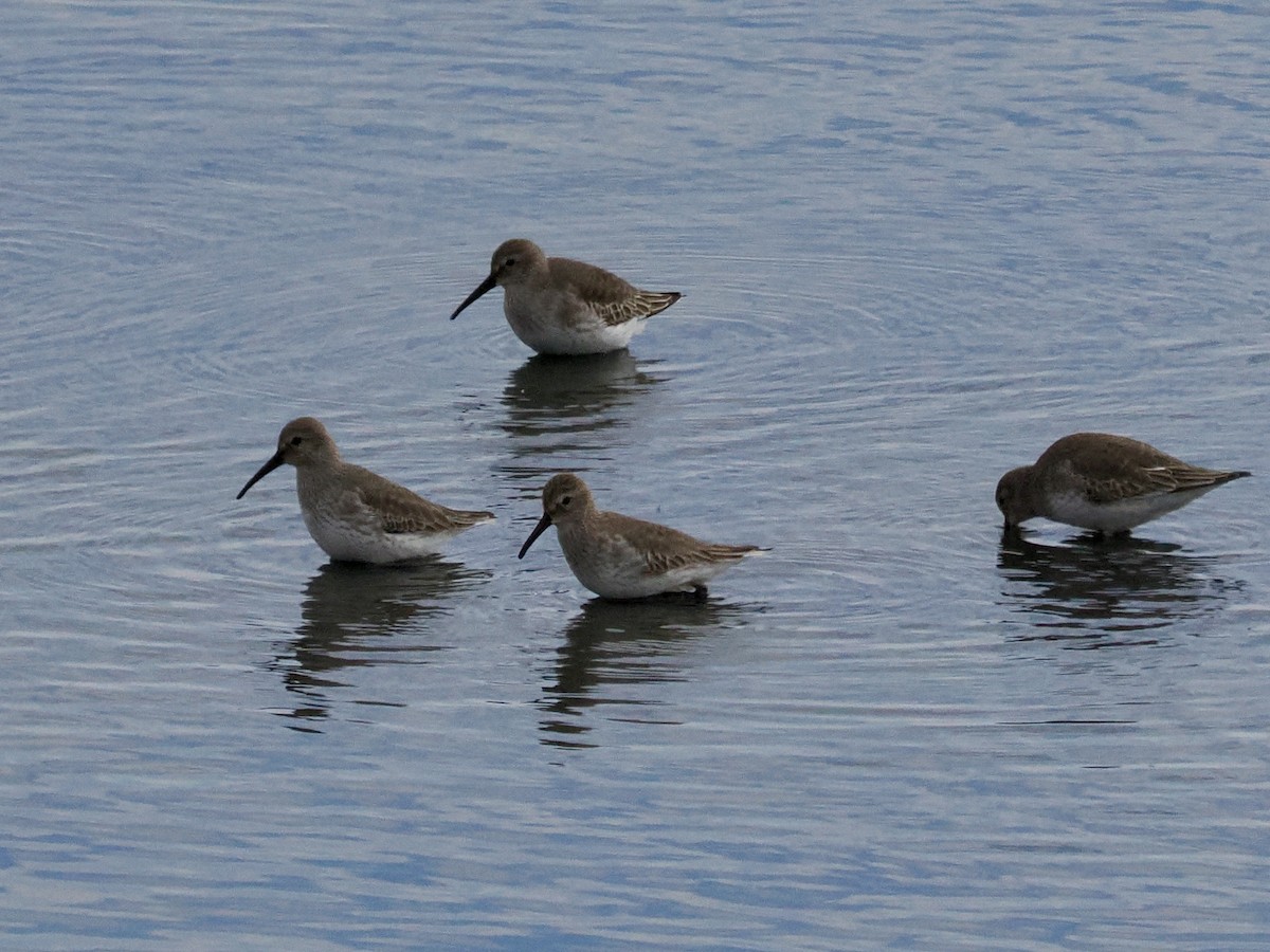 Dunlin - ML646324319