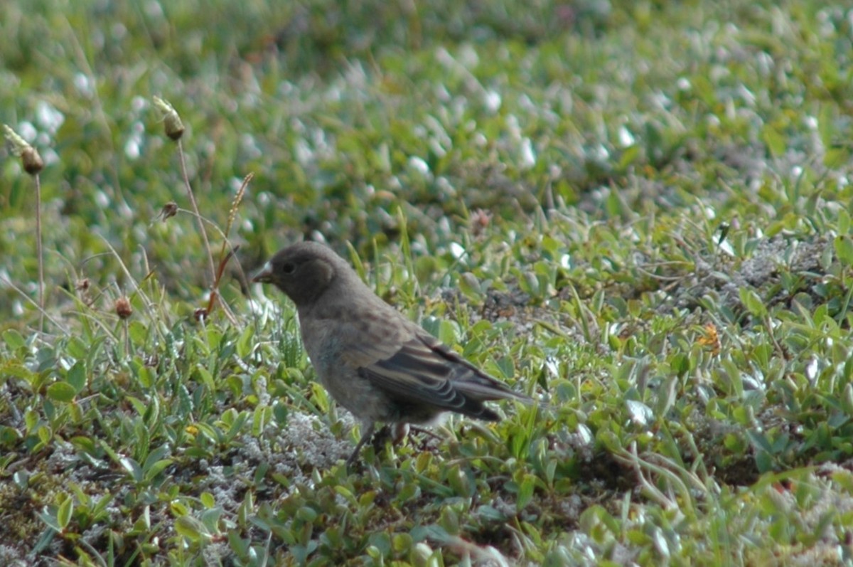 grånakkefjellfink - ML646324321