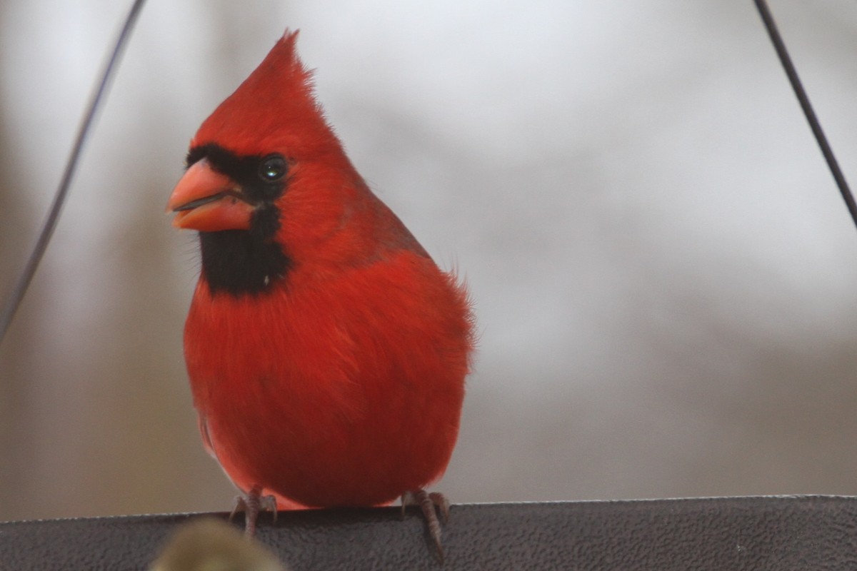 Cardinal rouge - ML646324324