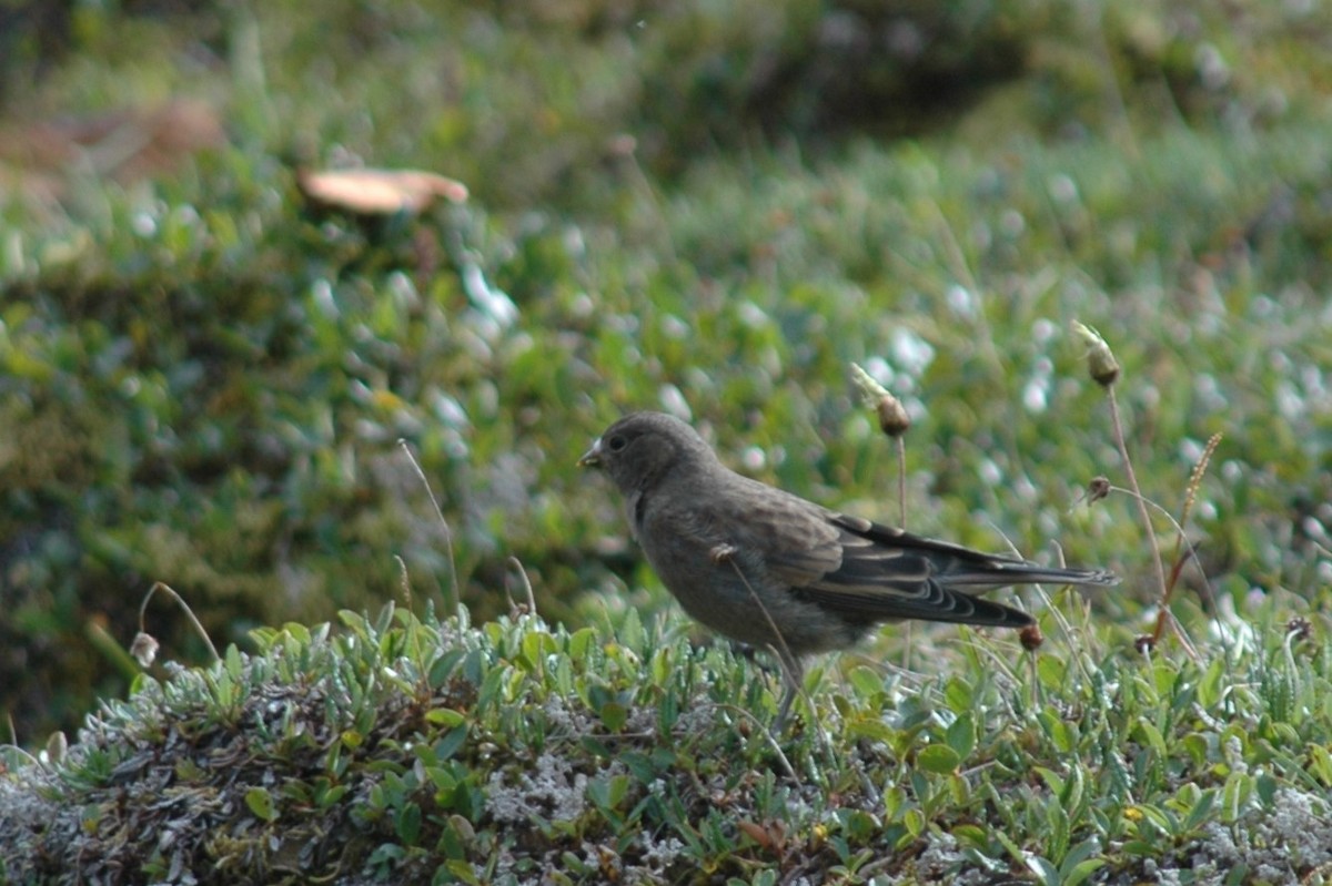 grånakkefjellfink - ML646324325