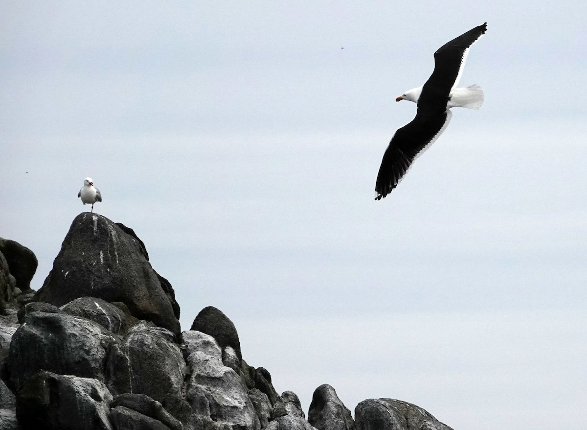 Kelp Gull - ML646324331