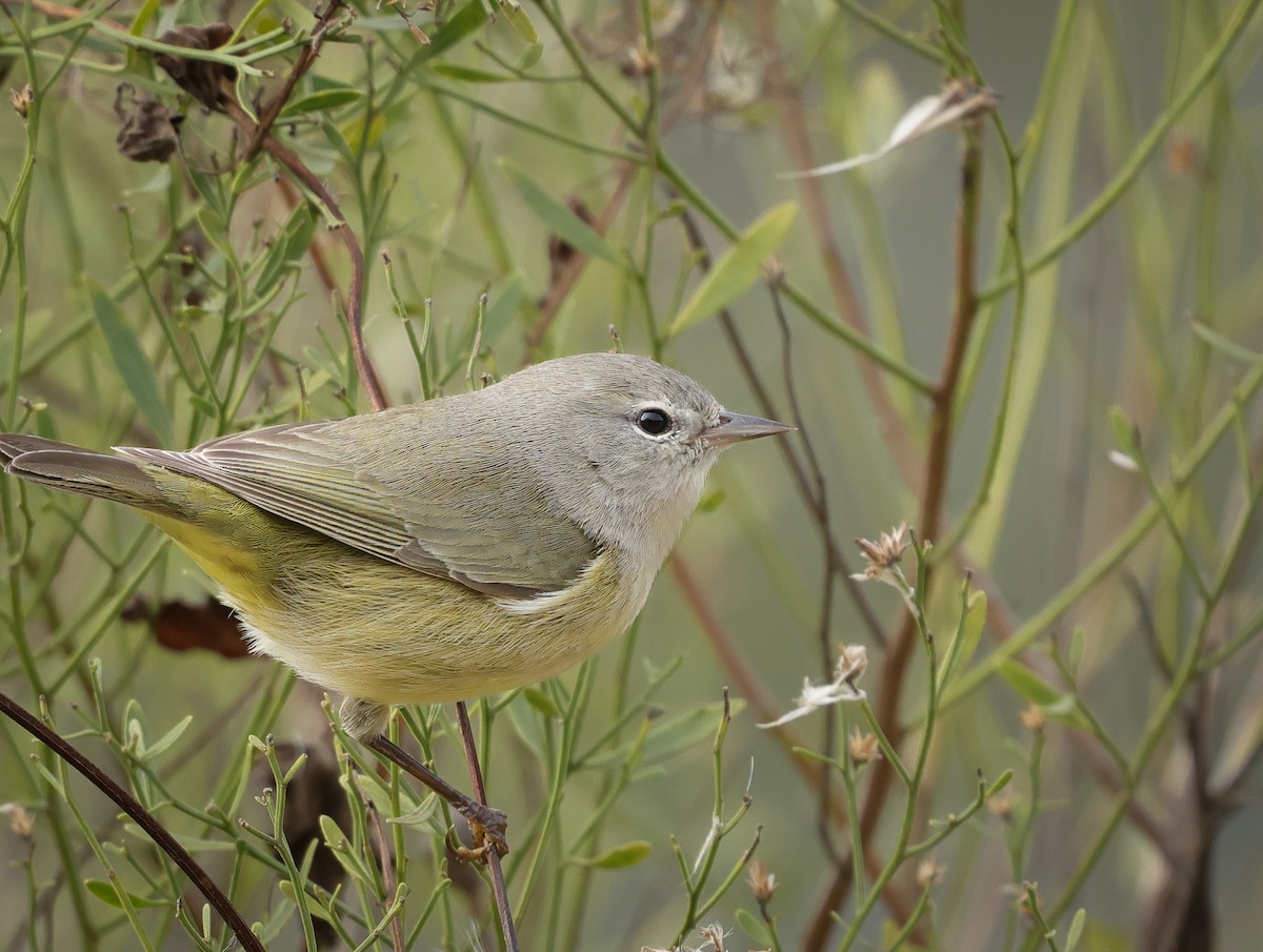Orange-crowned Warbler - ML646324332