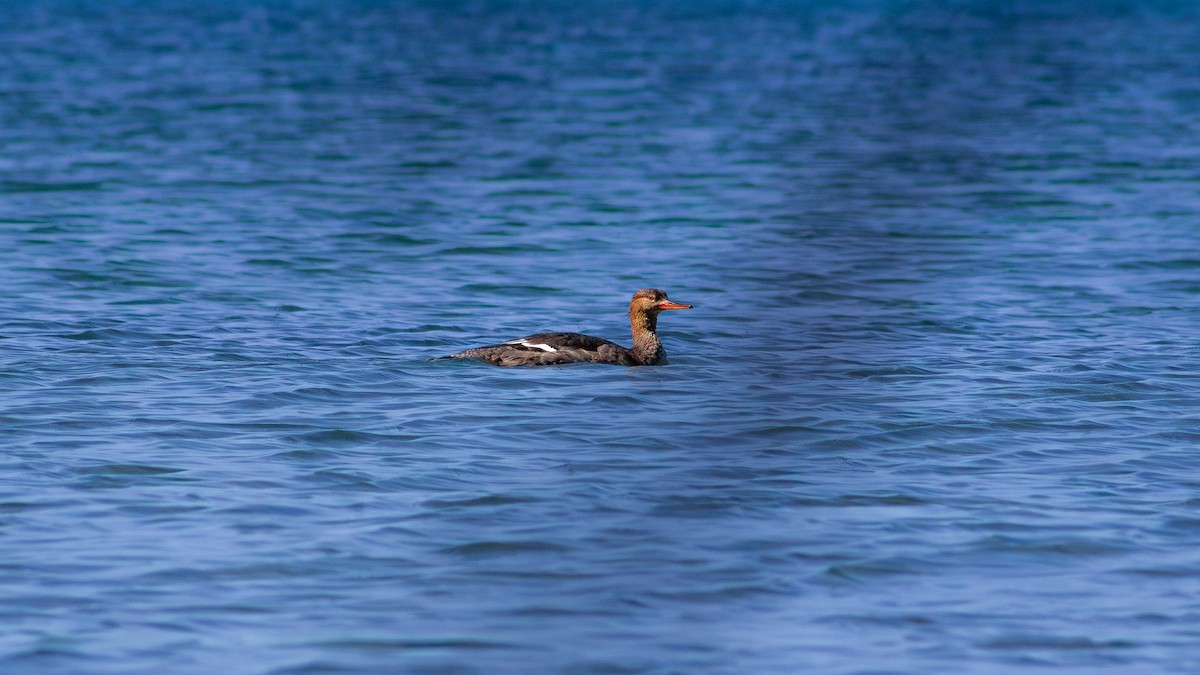 Red-breasted Merganser - ML646324338