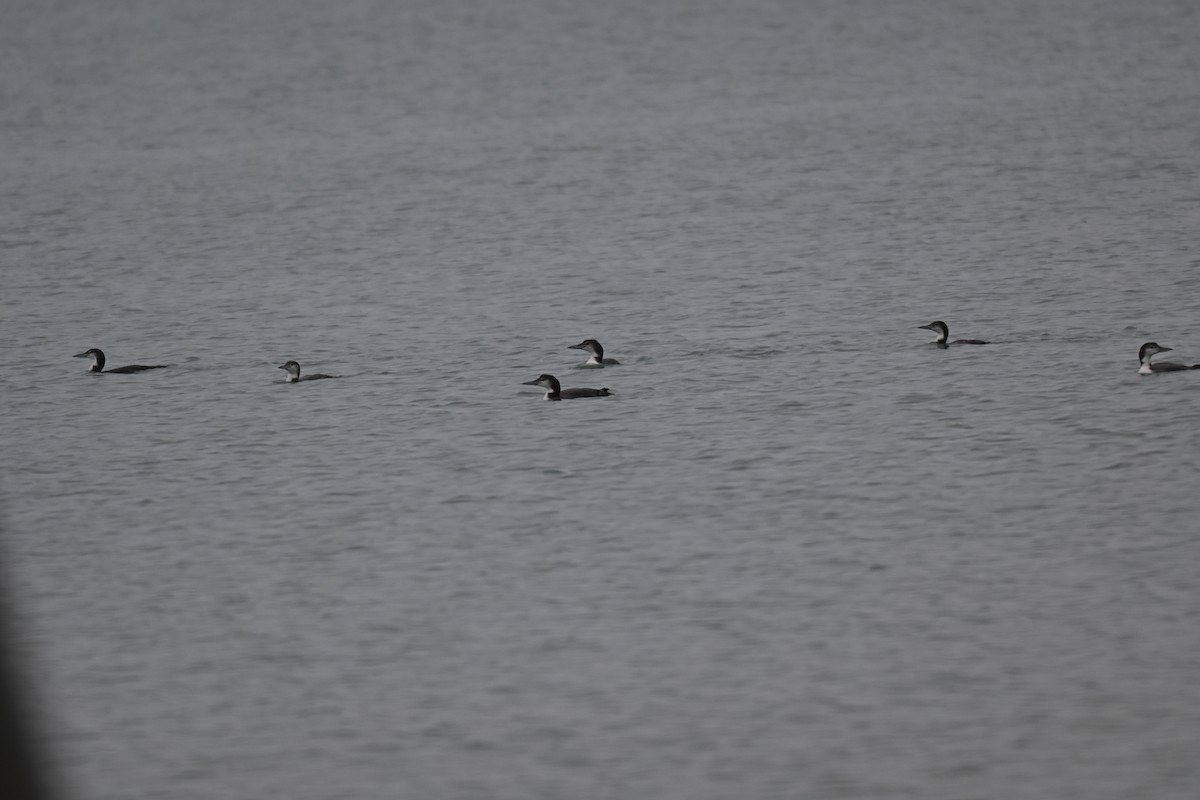 Common Loon - ML646324339