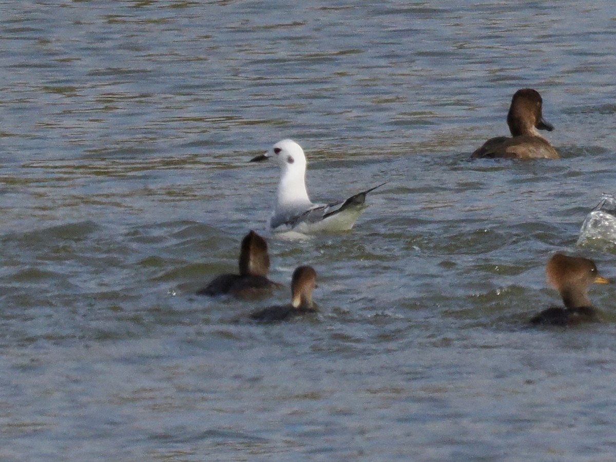Bonaparte's Gull - ML646324341