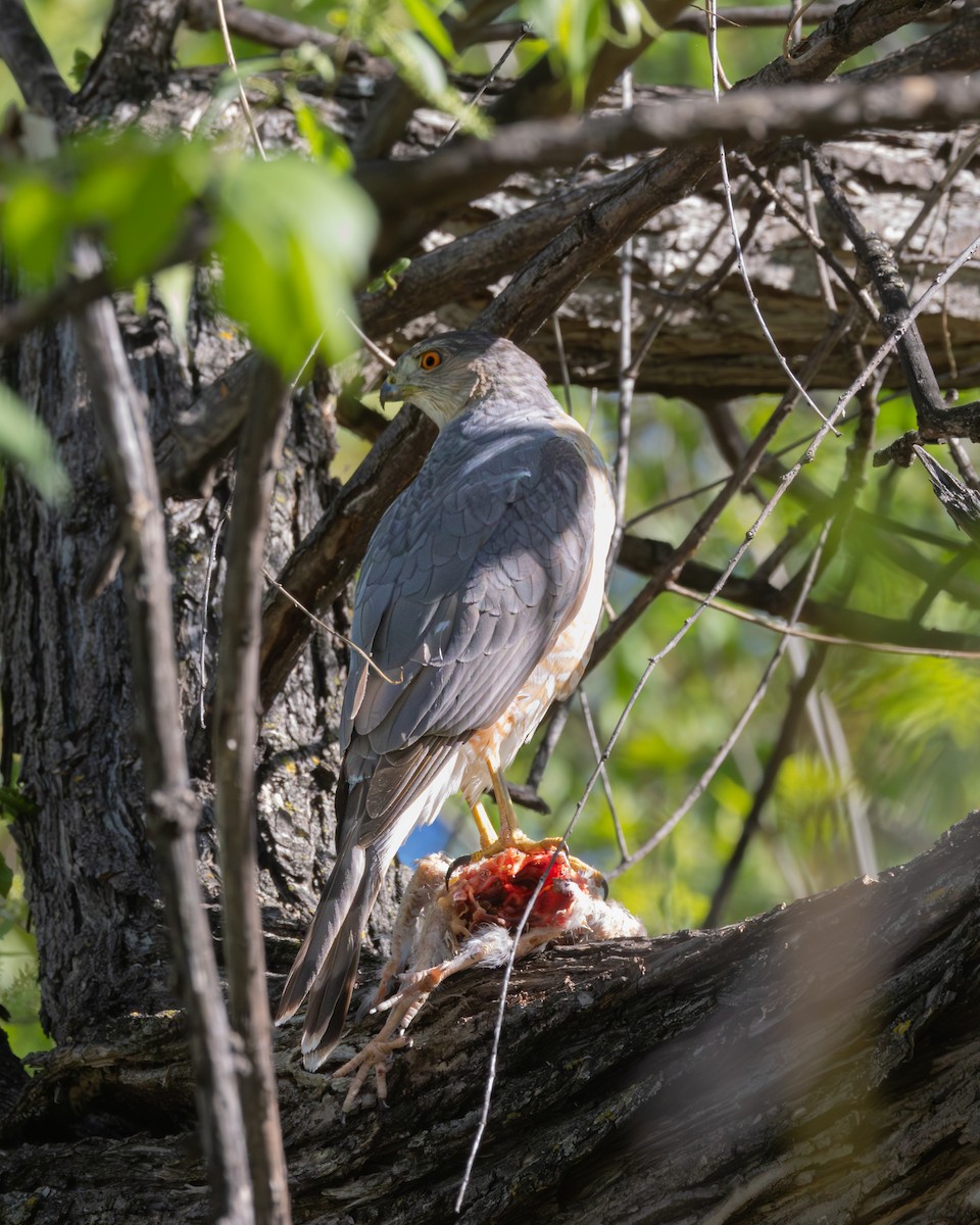 Cooper's Hawk - ML646324345
