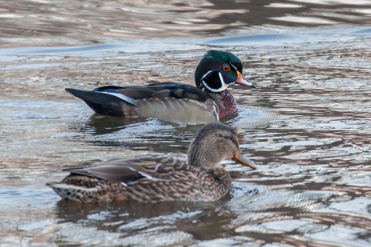 Wood Duck - ML646324350