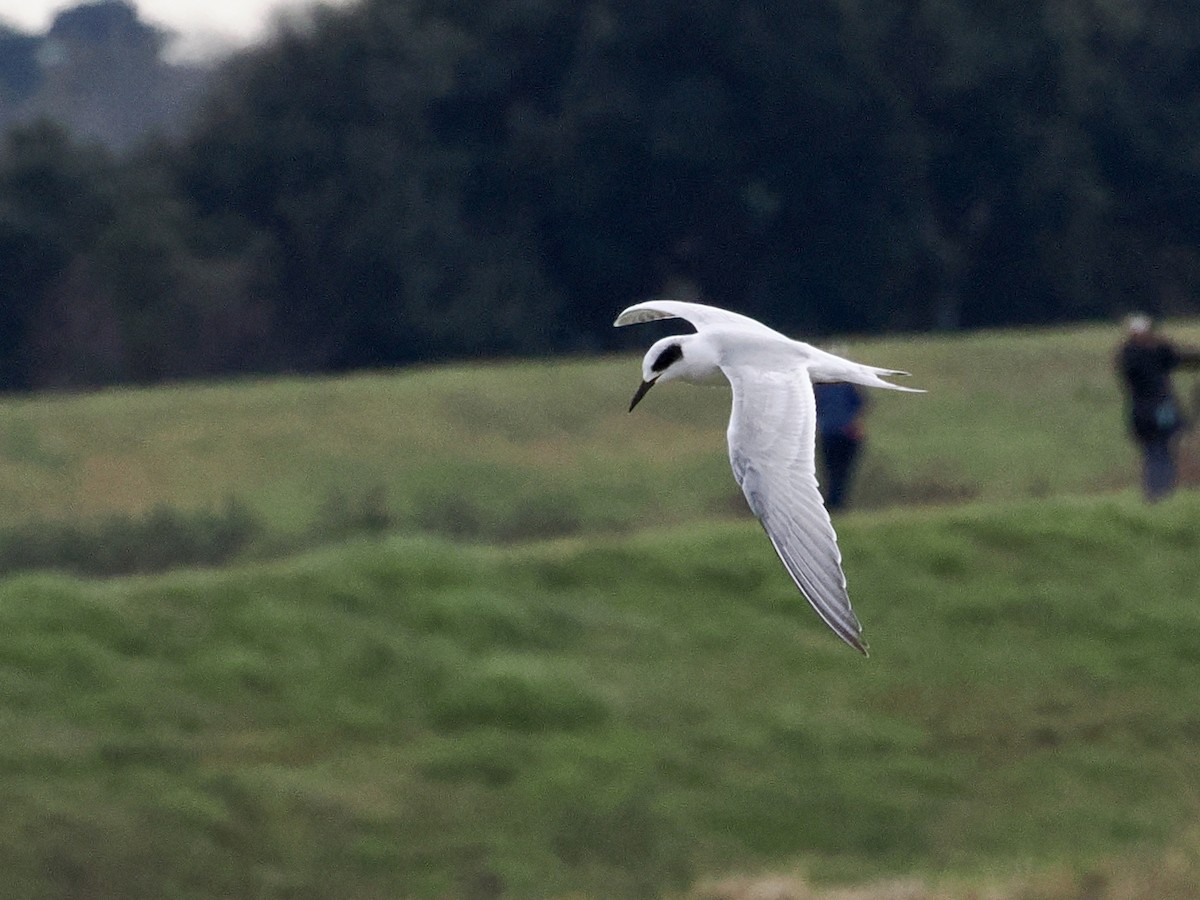 Forster's Tern - ML646324352
