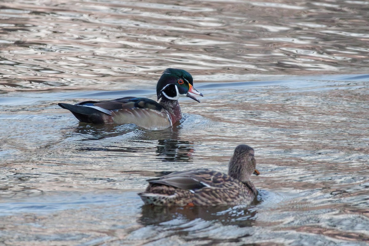 Wood Duck - ML646324353