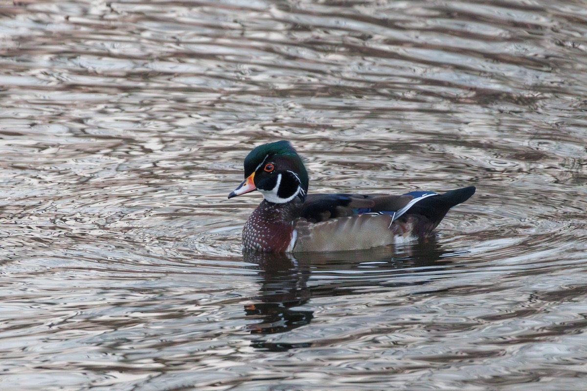 Wood Duck - ML646324354