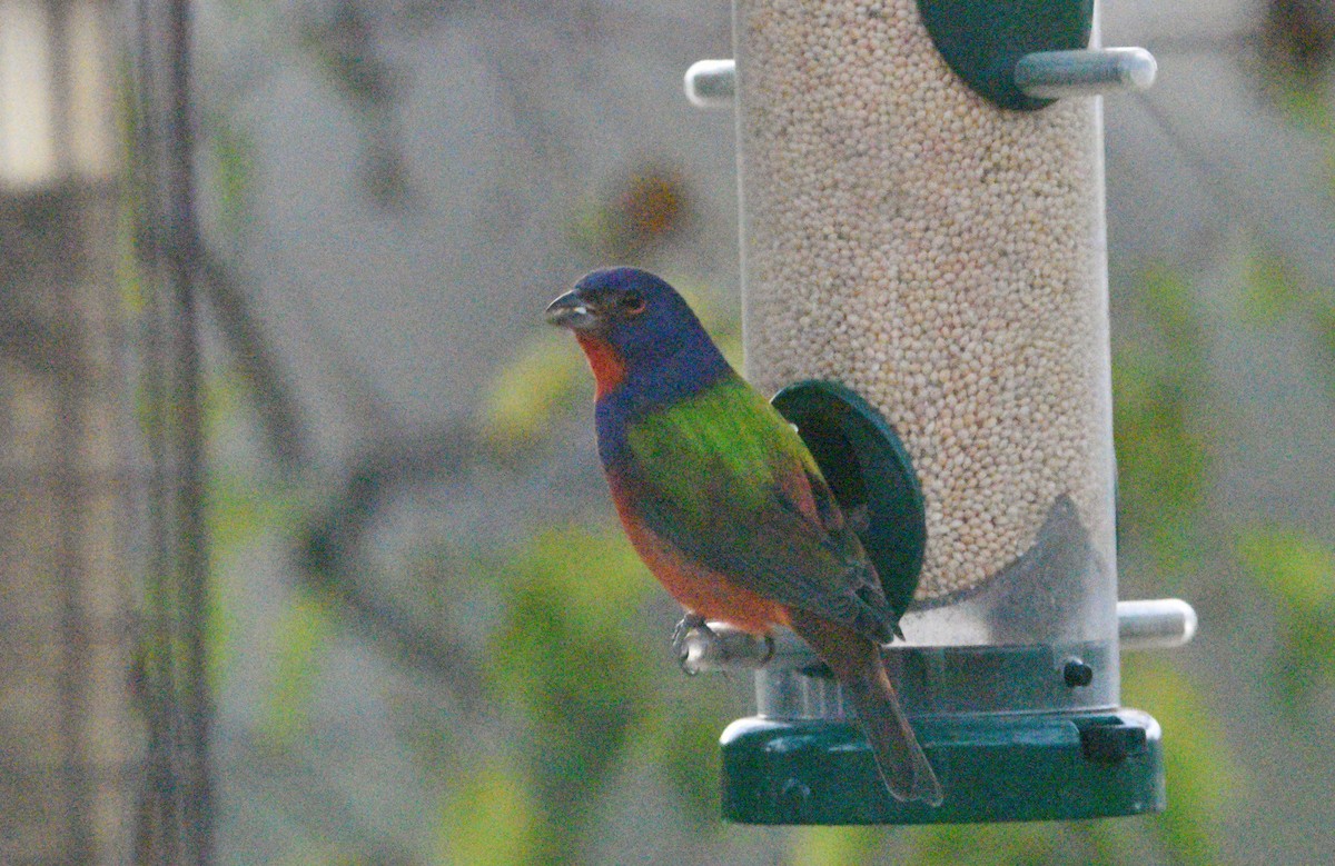 Painted Bunting - ML646324358