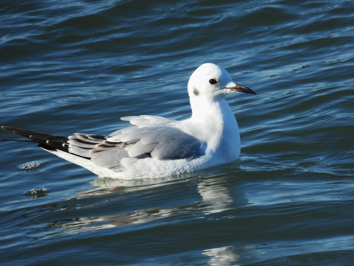 Bonaparte's Gull - ML646324365