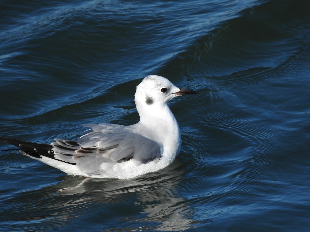 Bonaparte's Gull - ML646324366