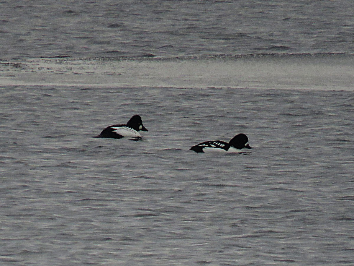 キタホオジロガモ - ML646324367