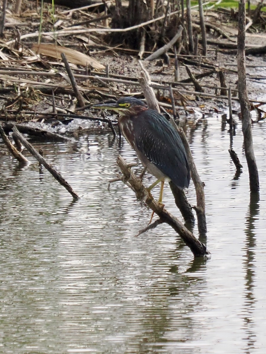 Green Heron - ML646324374