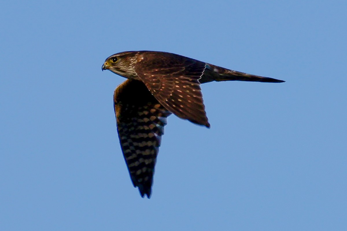 Merlin - ML646324375