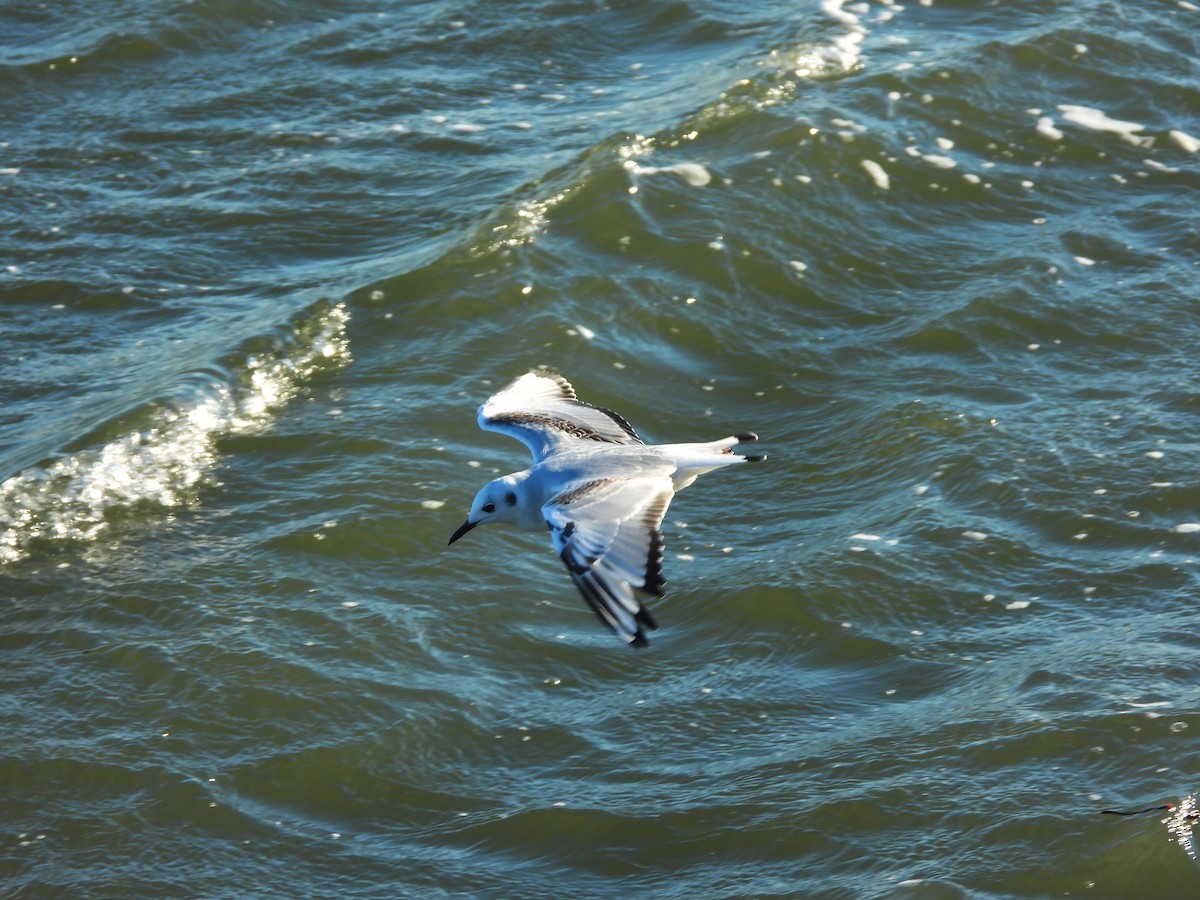 Bonaparte's Gull - ML646324380