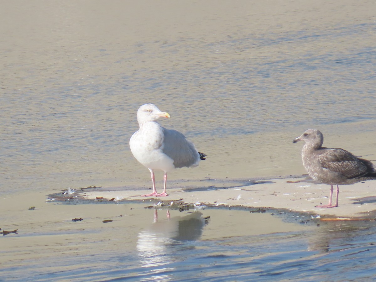 American Herring Gull - ML646324382