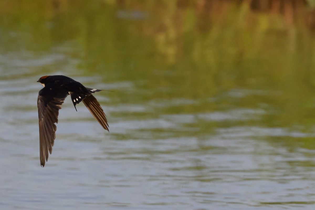 Wire-tailed Swallow - ML646324400