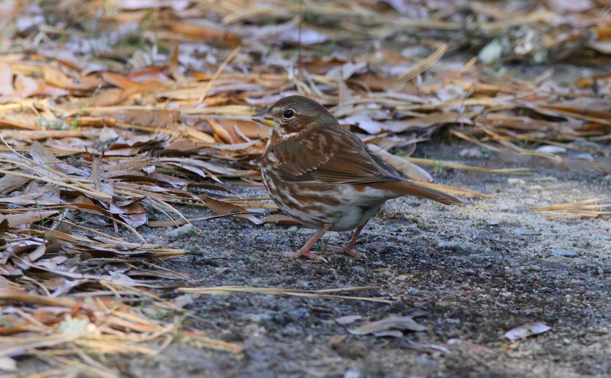 Fox Sparrow - ML646324405
