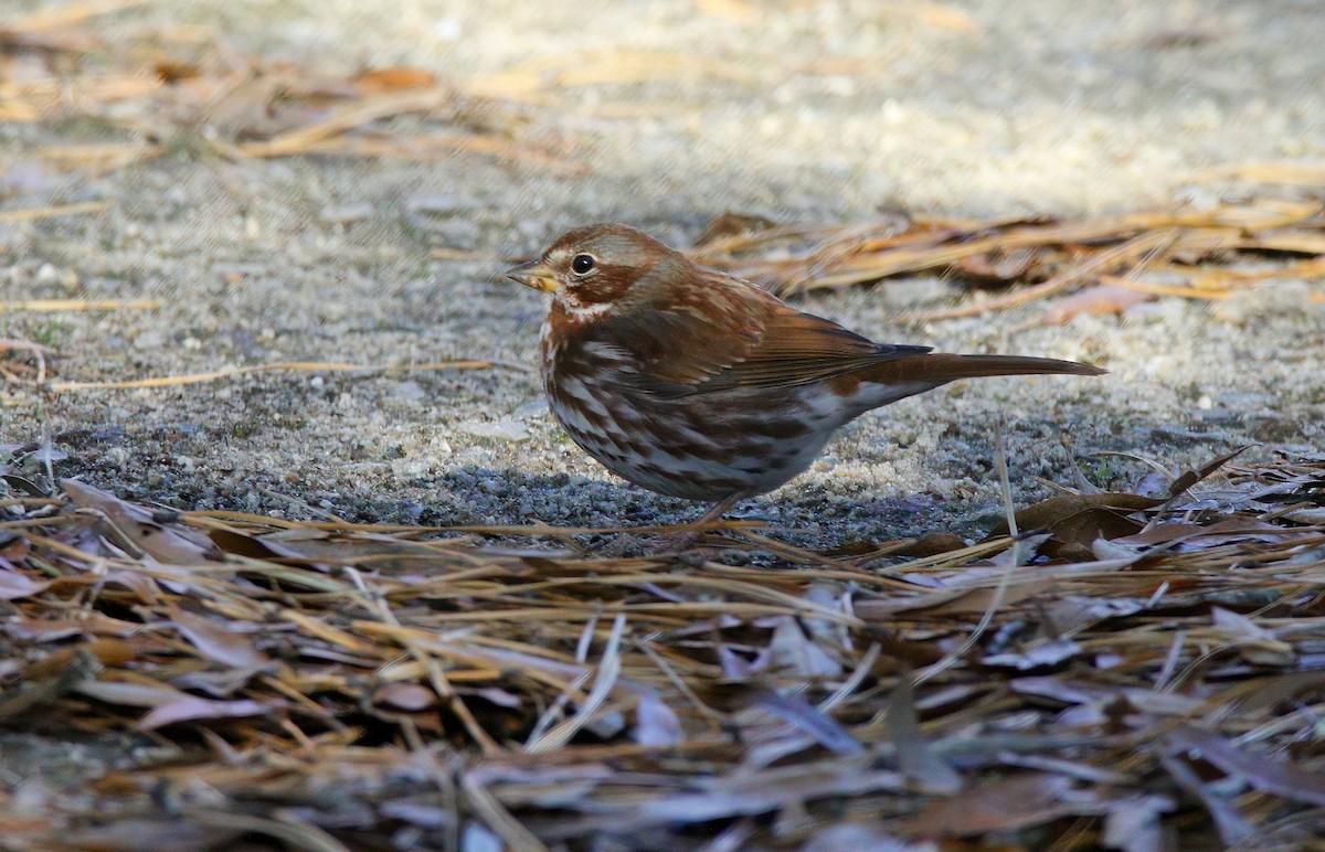 Fox Sparrow - ML646324408