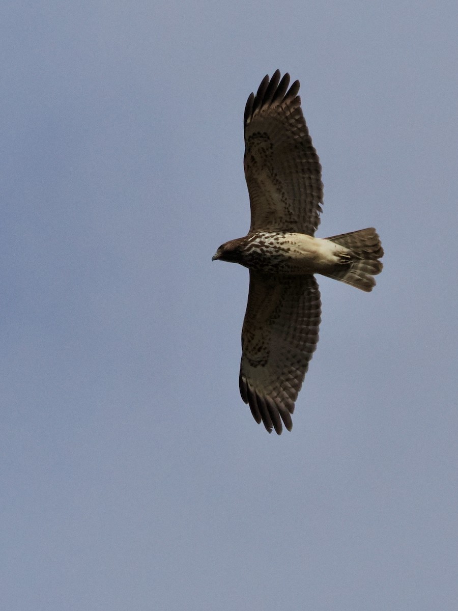 Red-shouldered Hawk - ML646324409