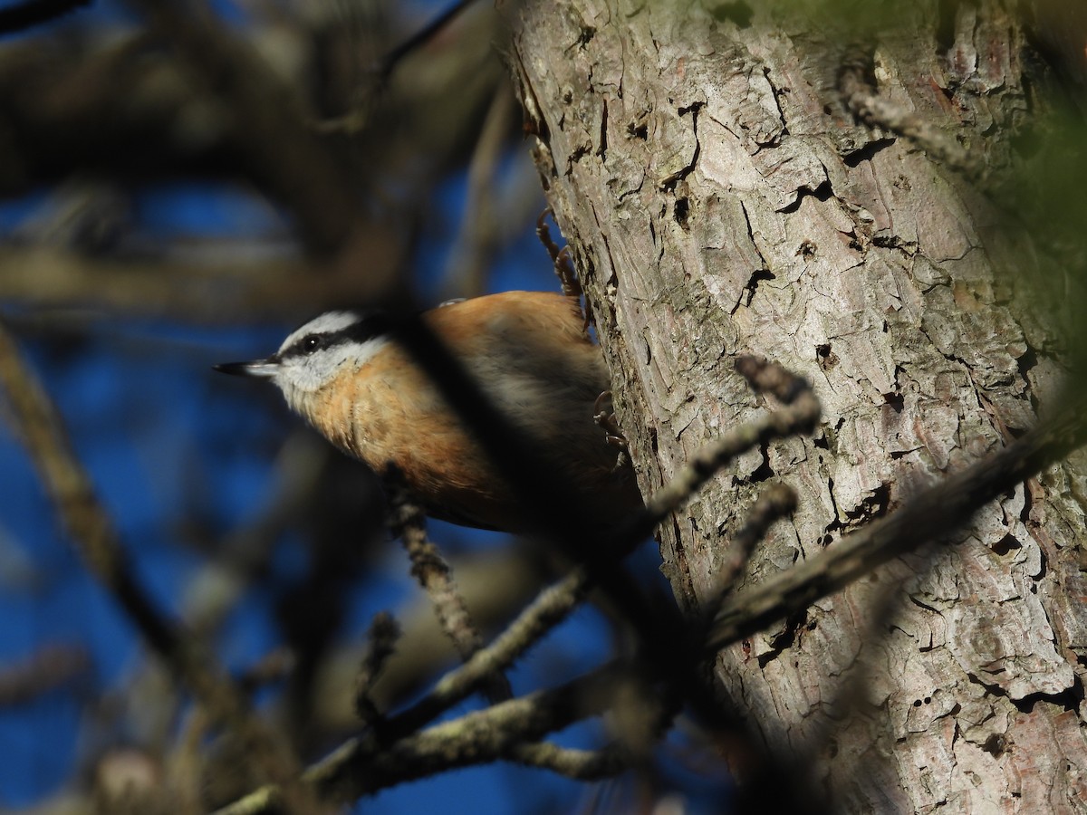 Red-breasted Nuthatch - ML646324413