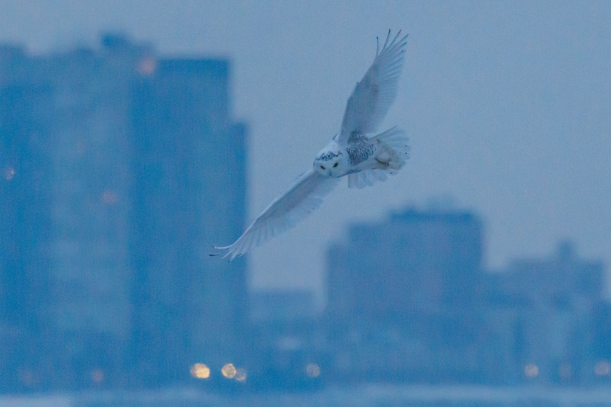 Snowy Owl - ML646324415