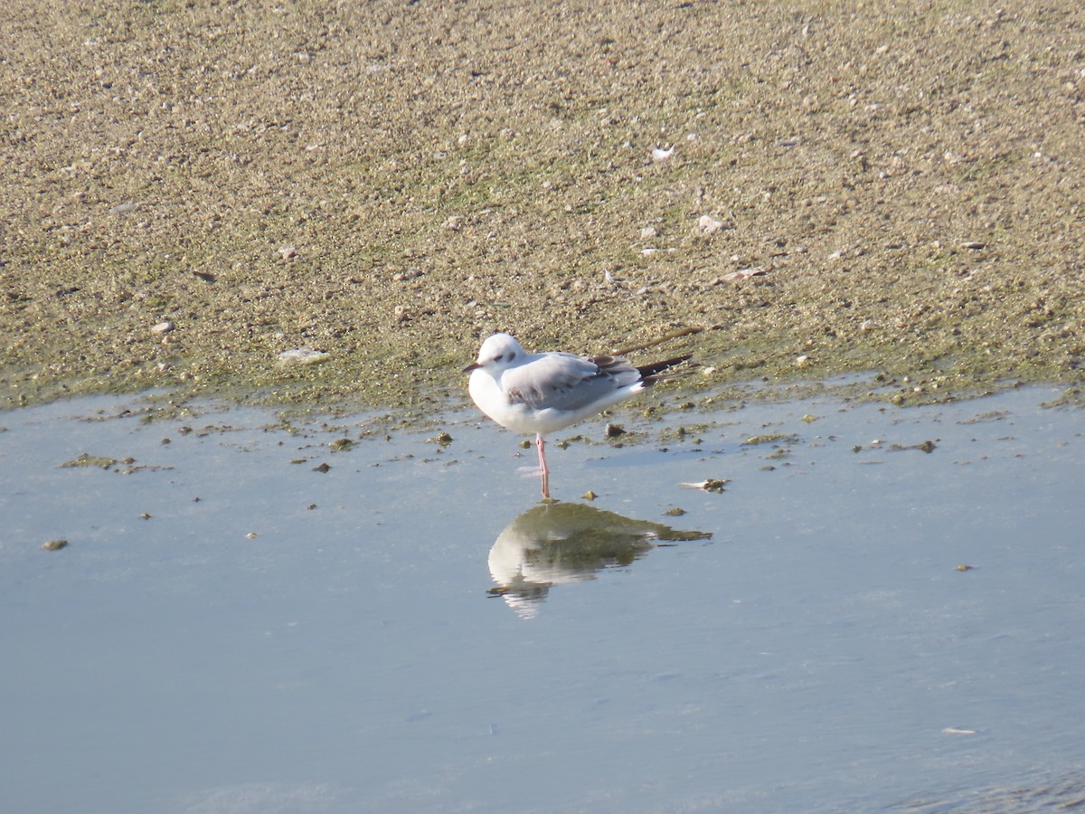 Gabbiano di Bonaparte - ML646324418