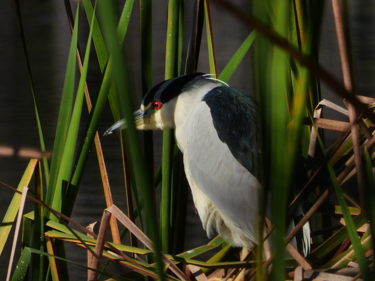 Black-crowned Night Heron - ML646324420