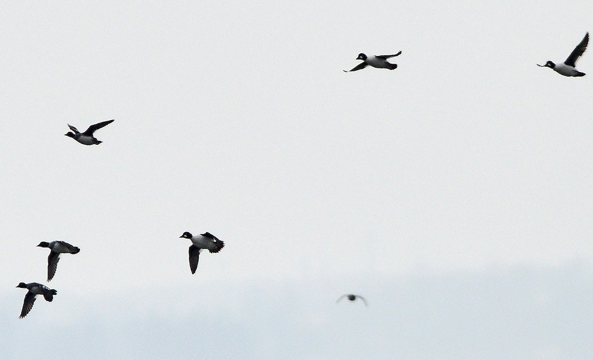 Common Goldeneye - ML646324423