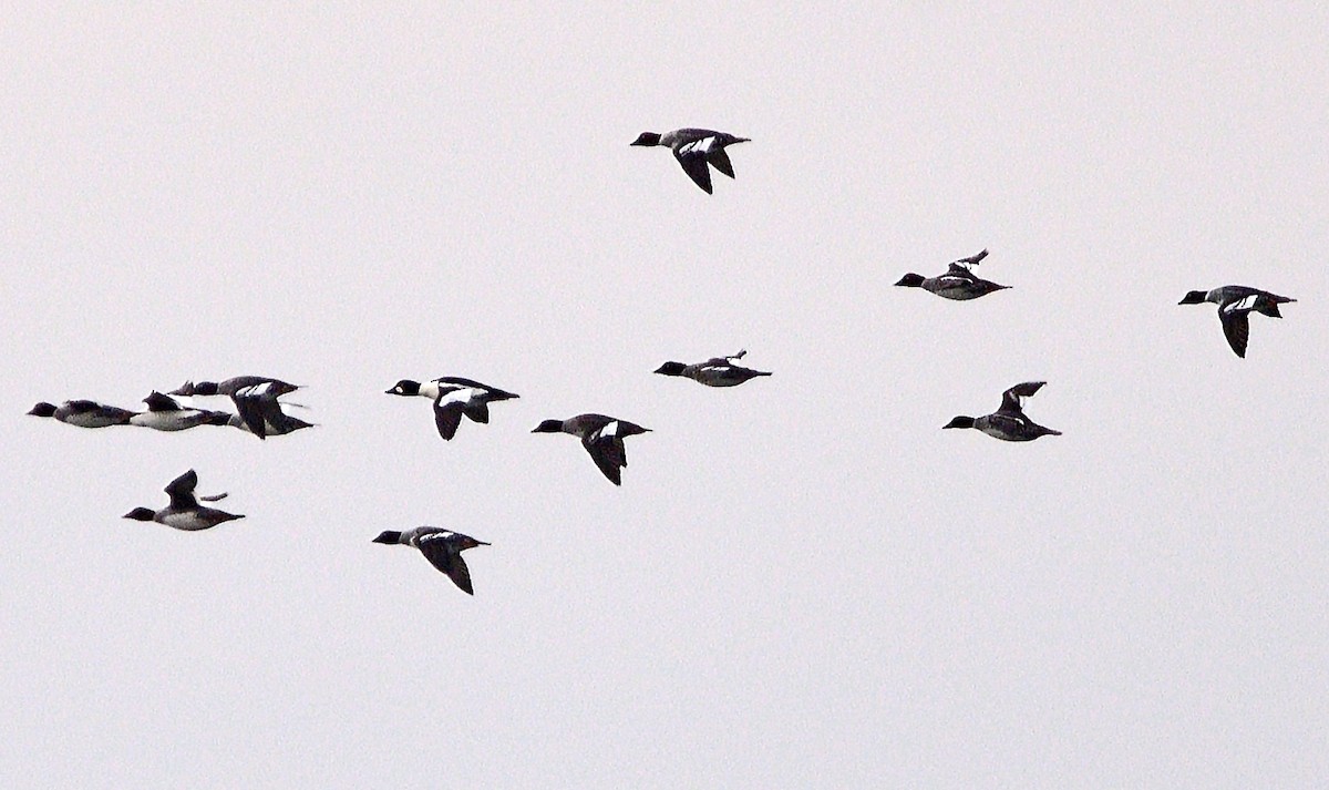 Common Goldeneye - ML646324424