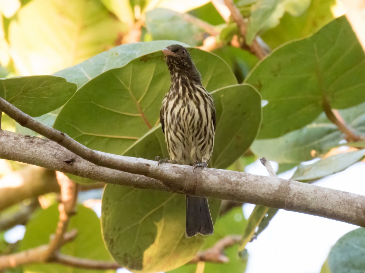 Palmchat - ML646324425
