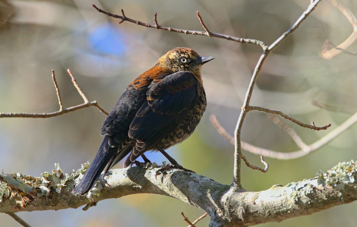 Rusty Blackbird - ML646324429