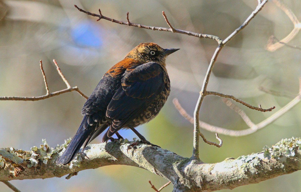Rusty Blackbird - ML646324430