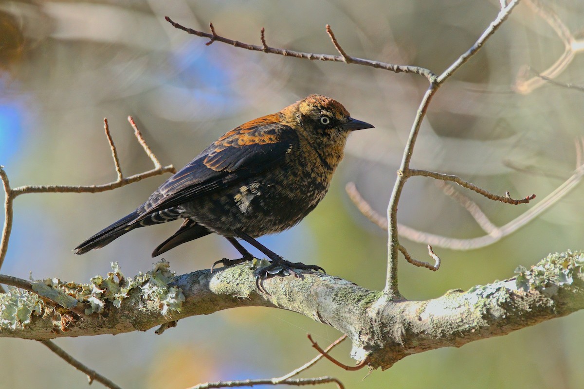 Rusty Blackbird - ML646324432