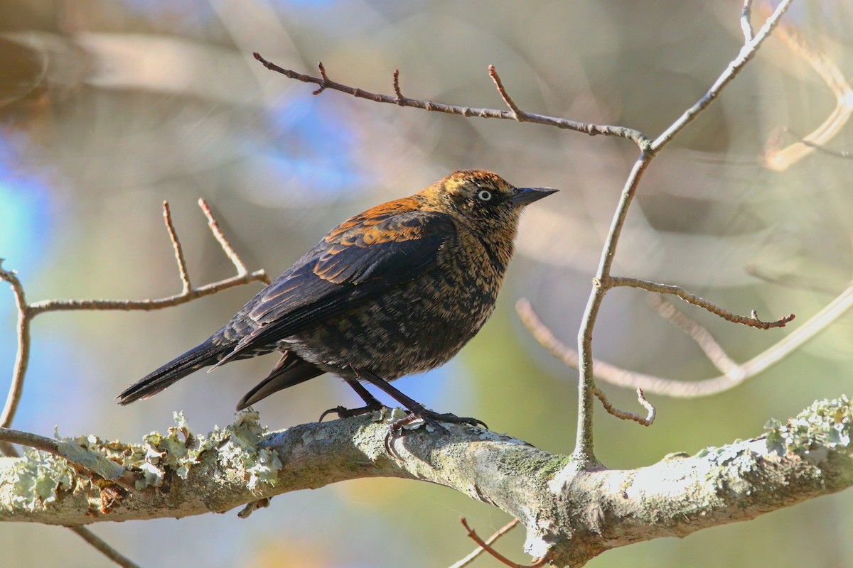 Rusty Blackbird - ML646324433