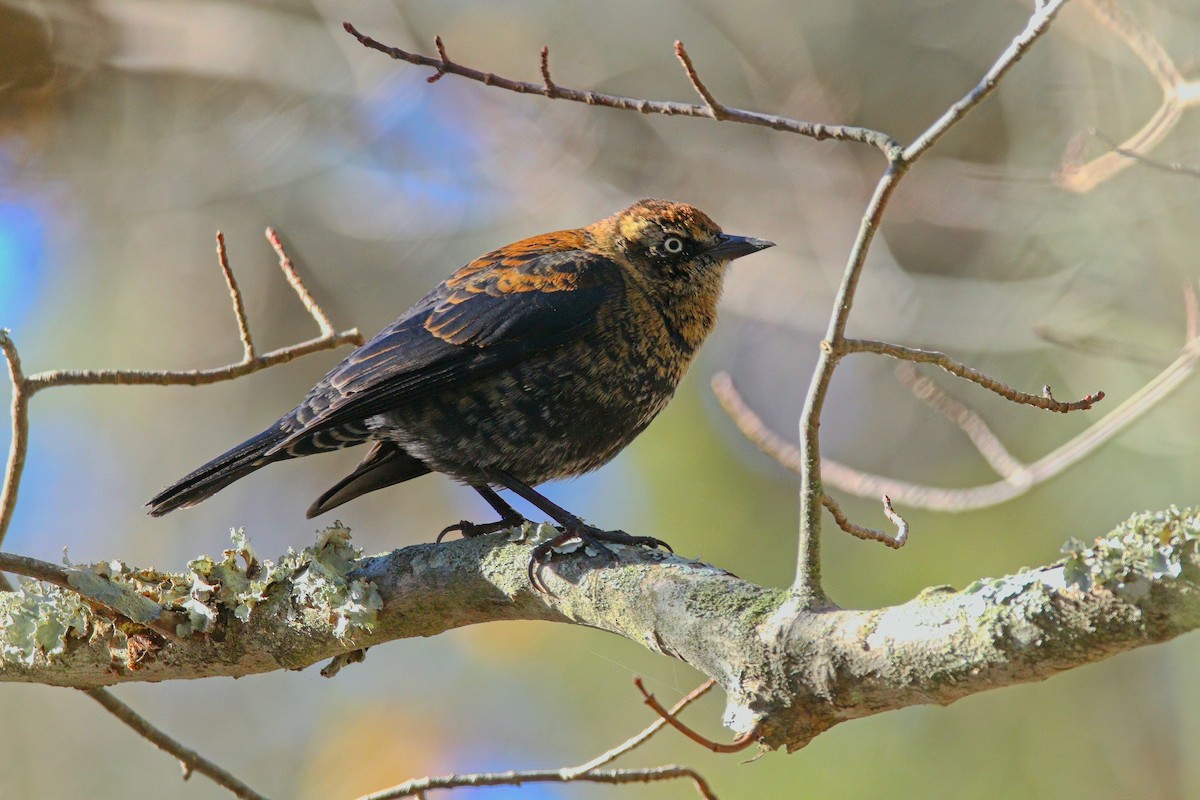Rusty Blackbird - ML646324434