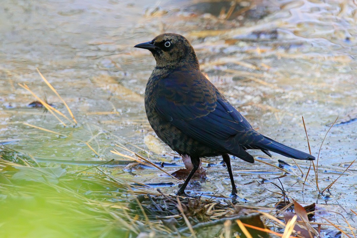 Rusty Blackbird - ML646324435