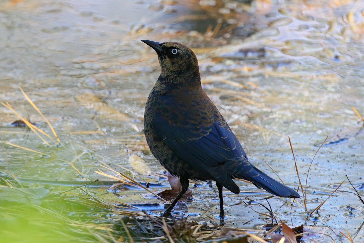 Rusty Blackbird - ML646324436