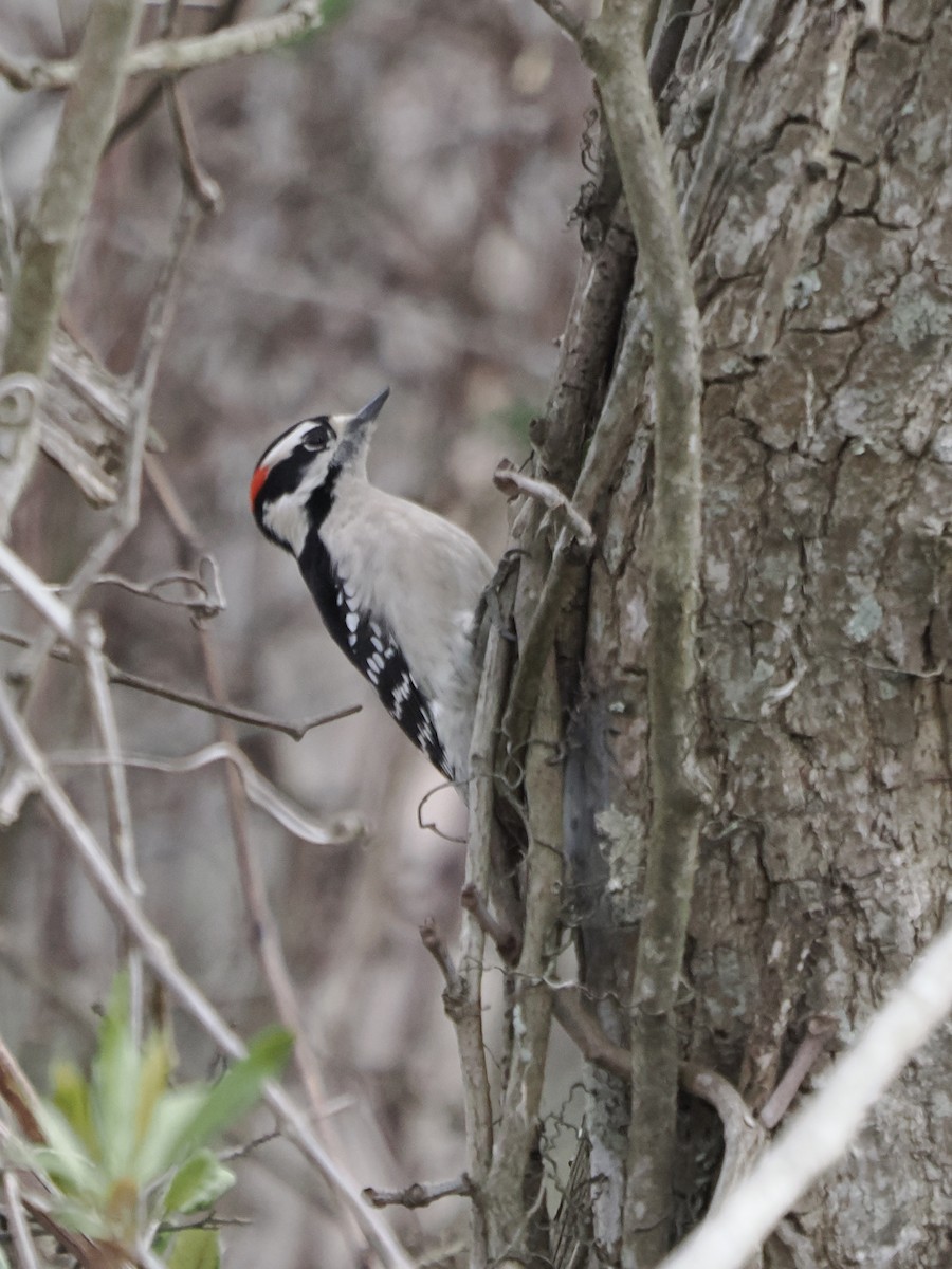 Downy Woodpecker - ML646324440