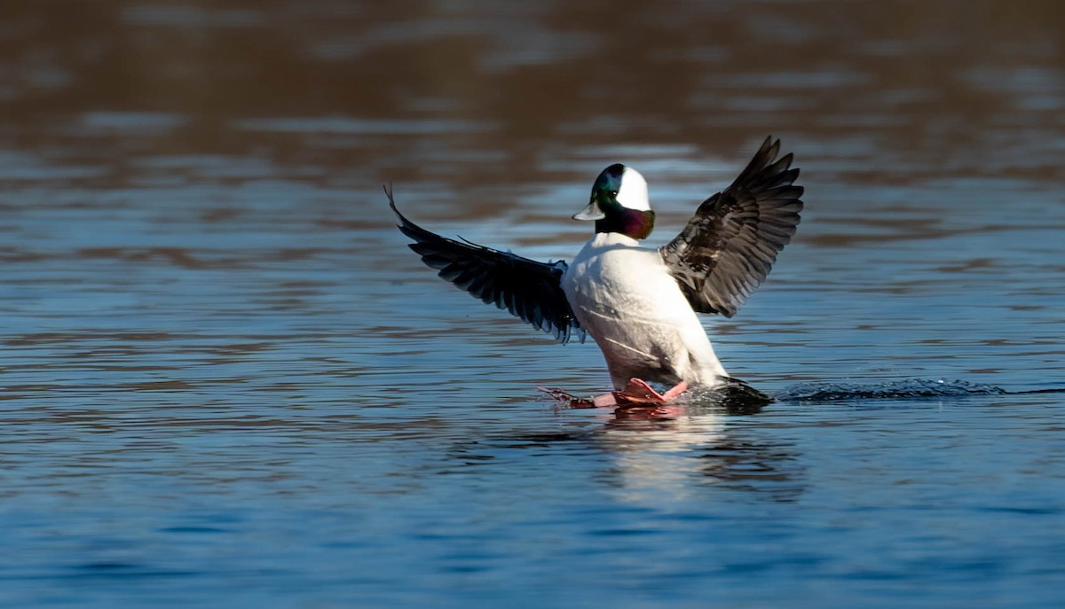 Bufflehead - ML646324443