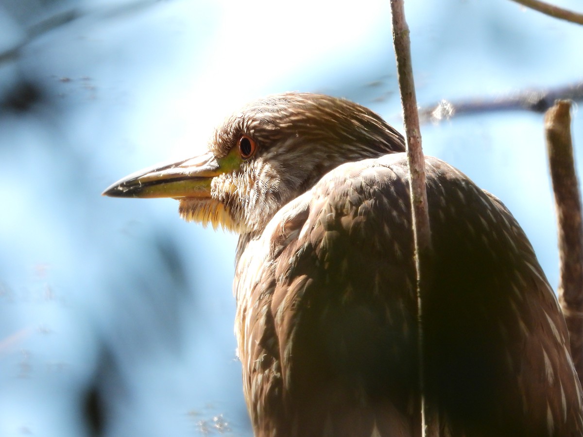 Black-crowned Night Heron - ML646324449
