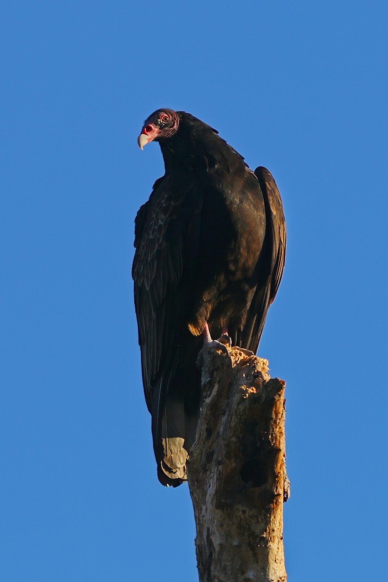 Turkey Vulture - ML646324450