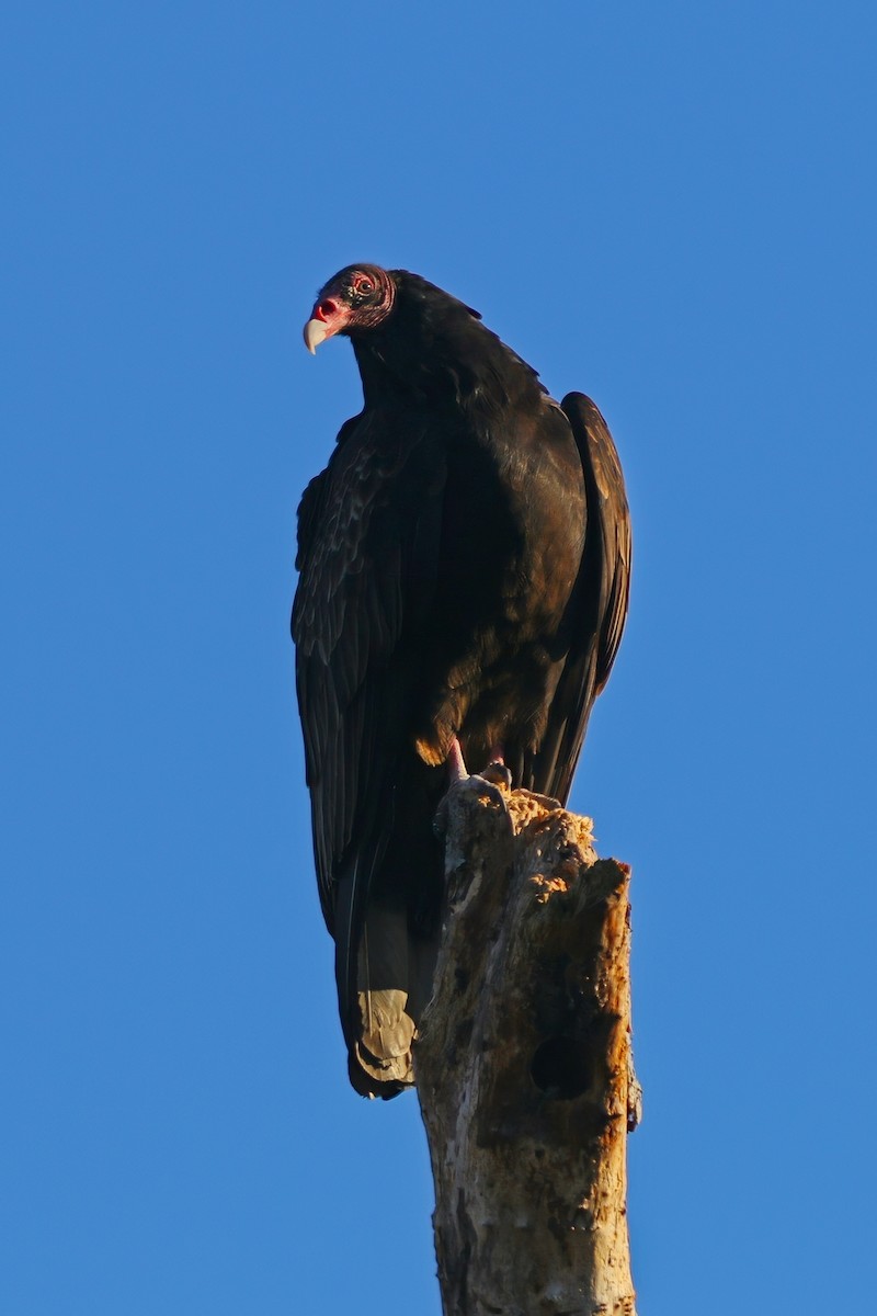 Turkey Vulture - ML646324451