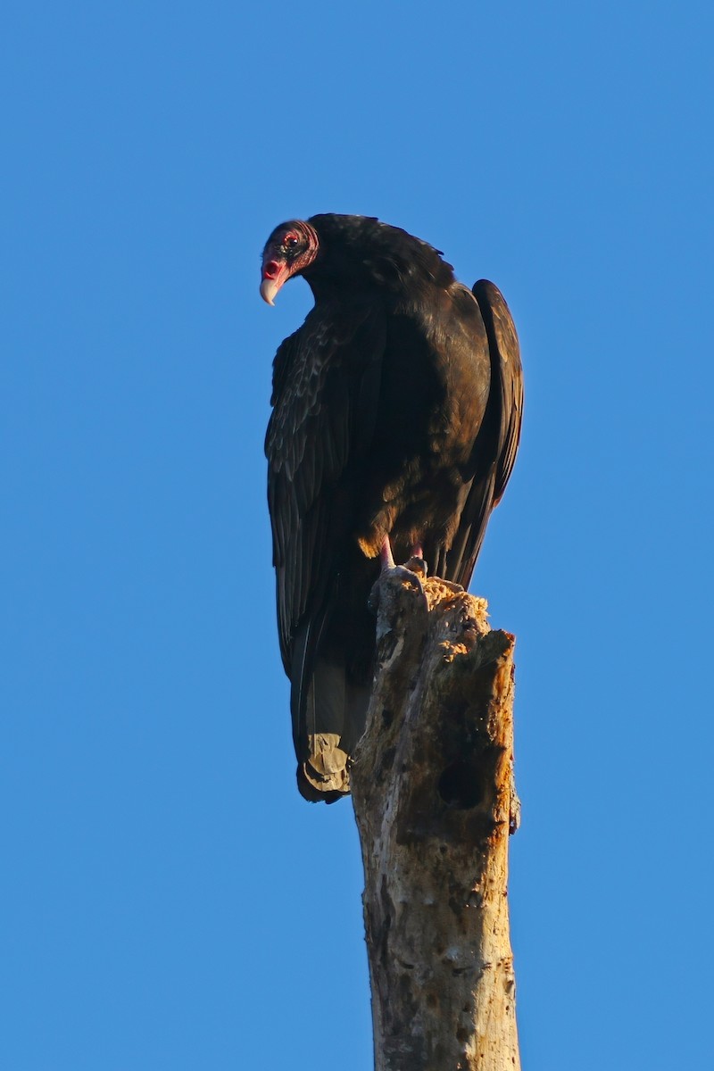 Turkey Vulture - ML646324452