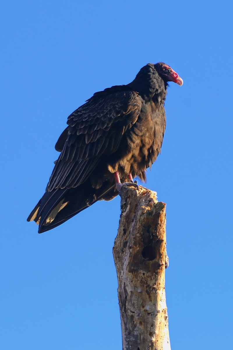 Turkey Vulture - ML646324453
