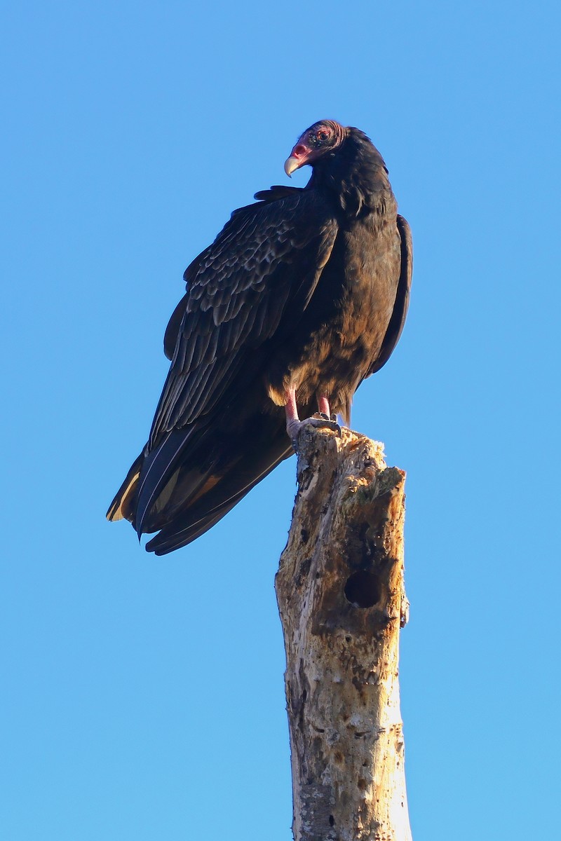 Turkey Vulture - ML646324454