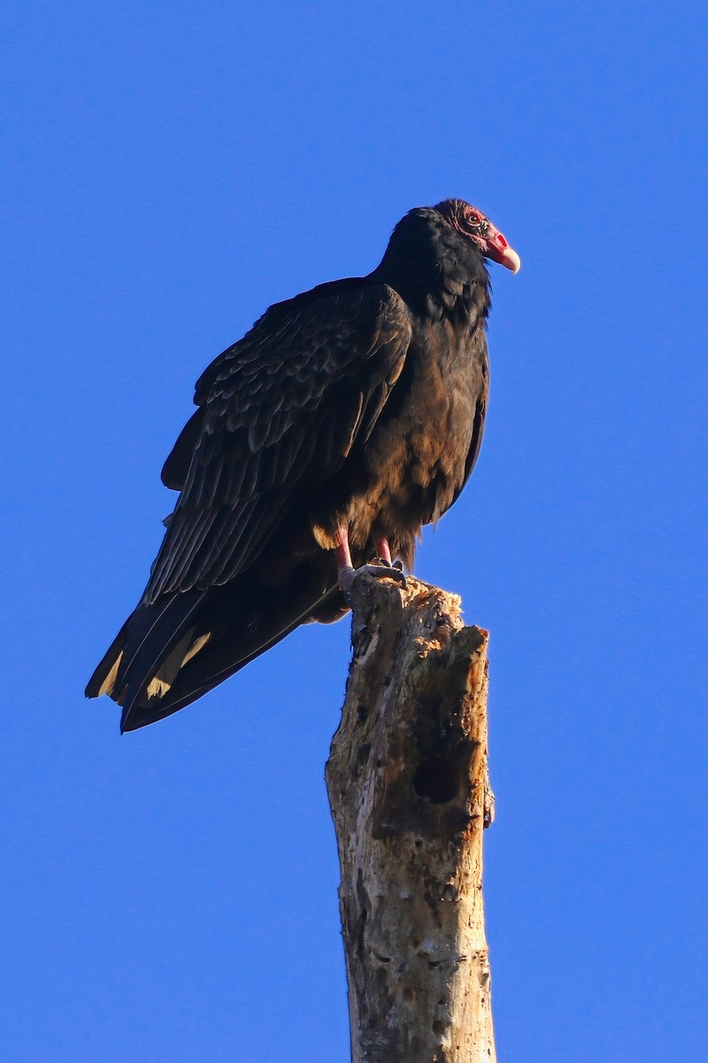 Turkey Vulture - ML646324455