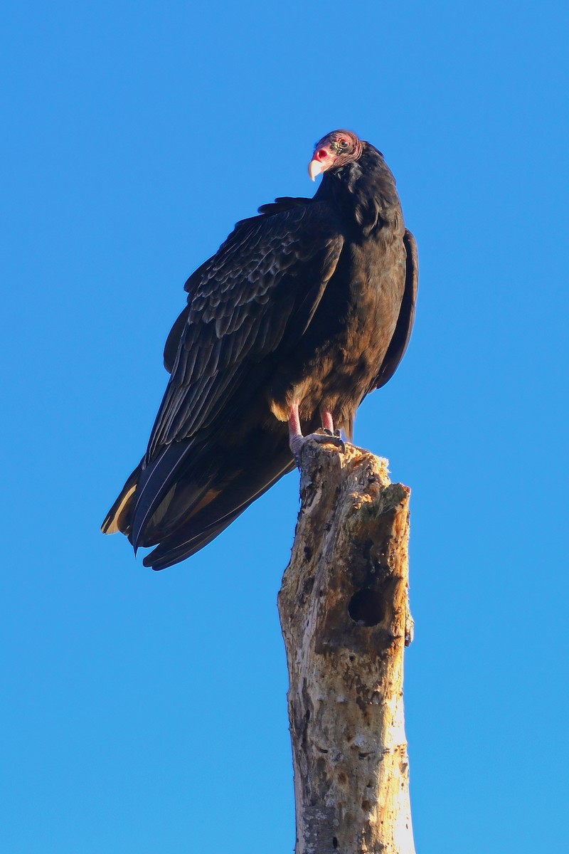 Turkey Vulture - ML646324456
